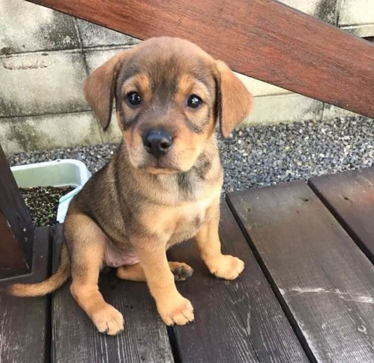 雑種犬は本当に長生き？ミックス犬との違いや大きさ予想と魅力を徹底検証