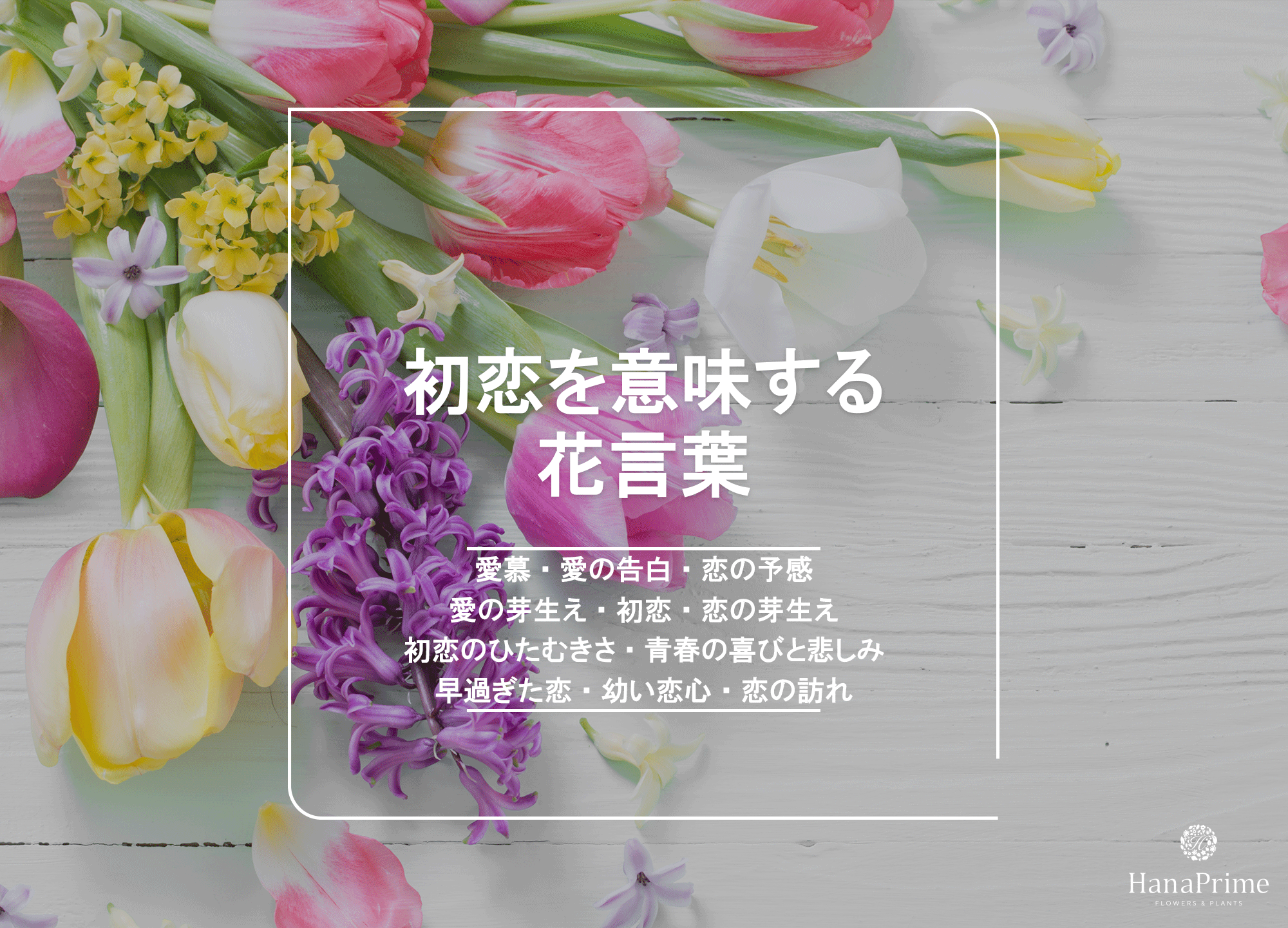 【2026最新】「初恋」の花言葉を持つ花一覧！由来と色別の意味を徹底解説