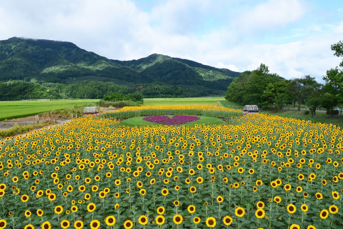 上堰潟公園2026！桜と菜の花の絶景ピーク＆駐車場混雑回避の全貌