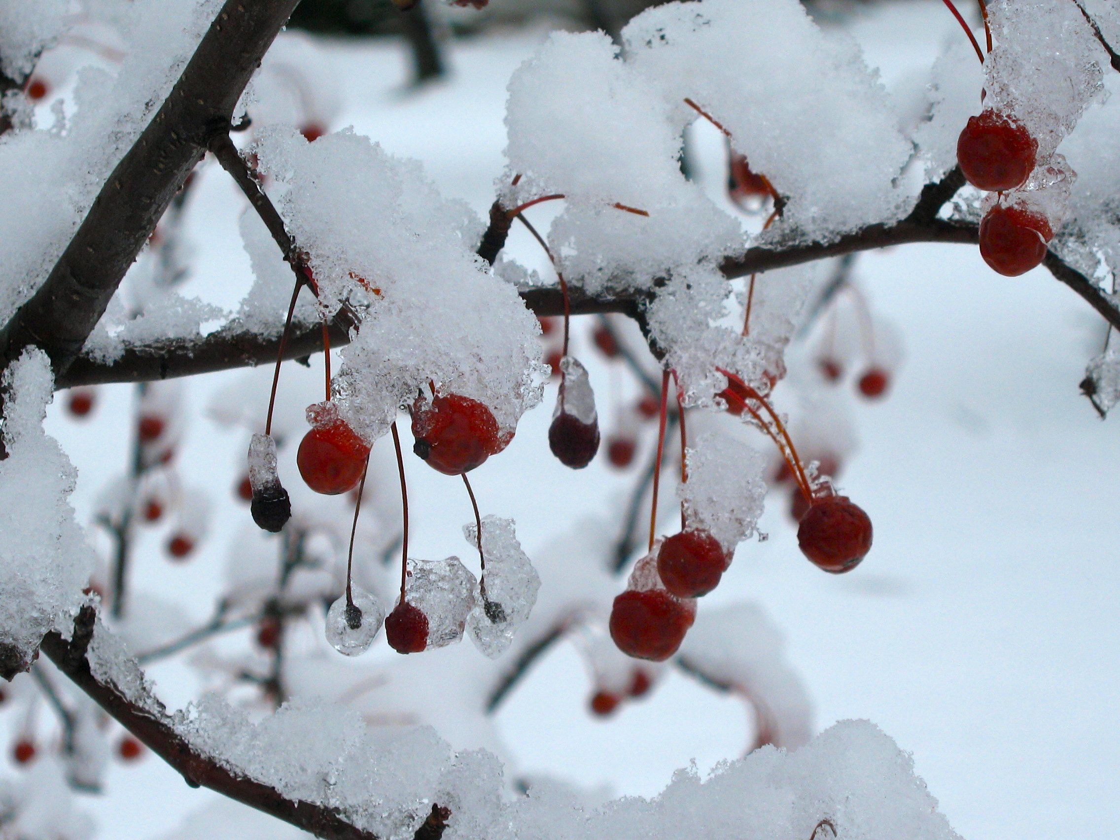 Are Cherries a Winter Fruit