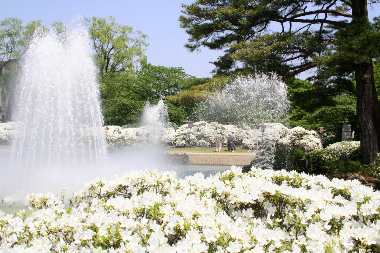白つつじ公園2026最新開花情報！樹齢750年の絶景と混雑回避術