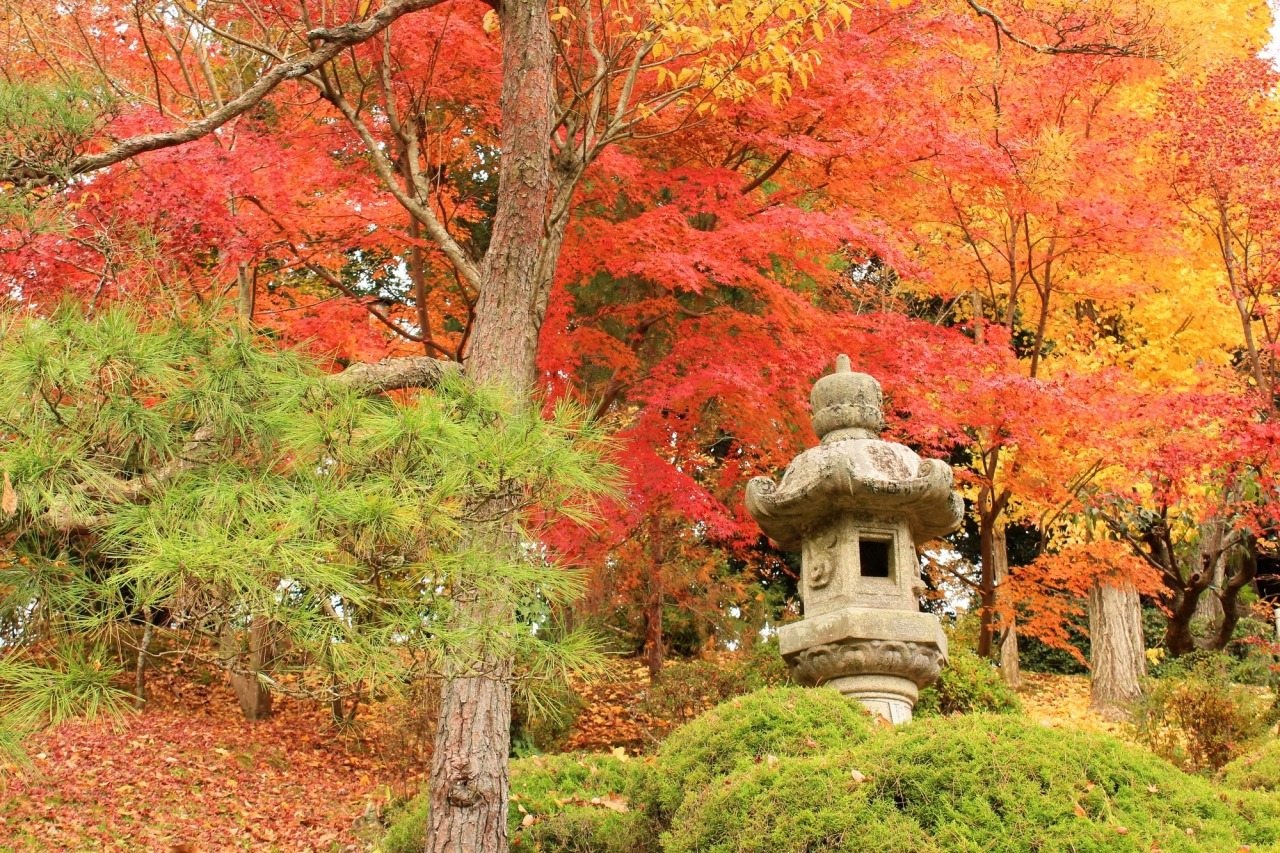 【2026最新】千葉県の紅葉名所7選！関東一遅い見頃の真相と穴場