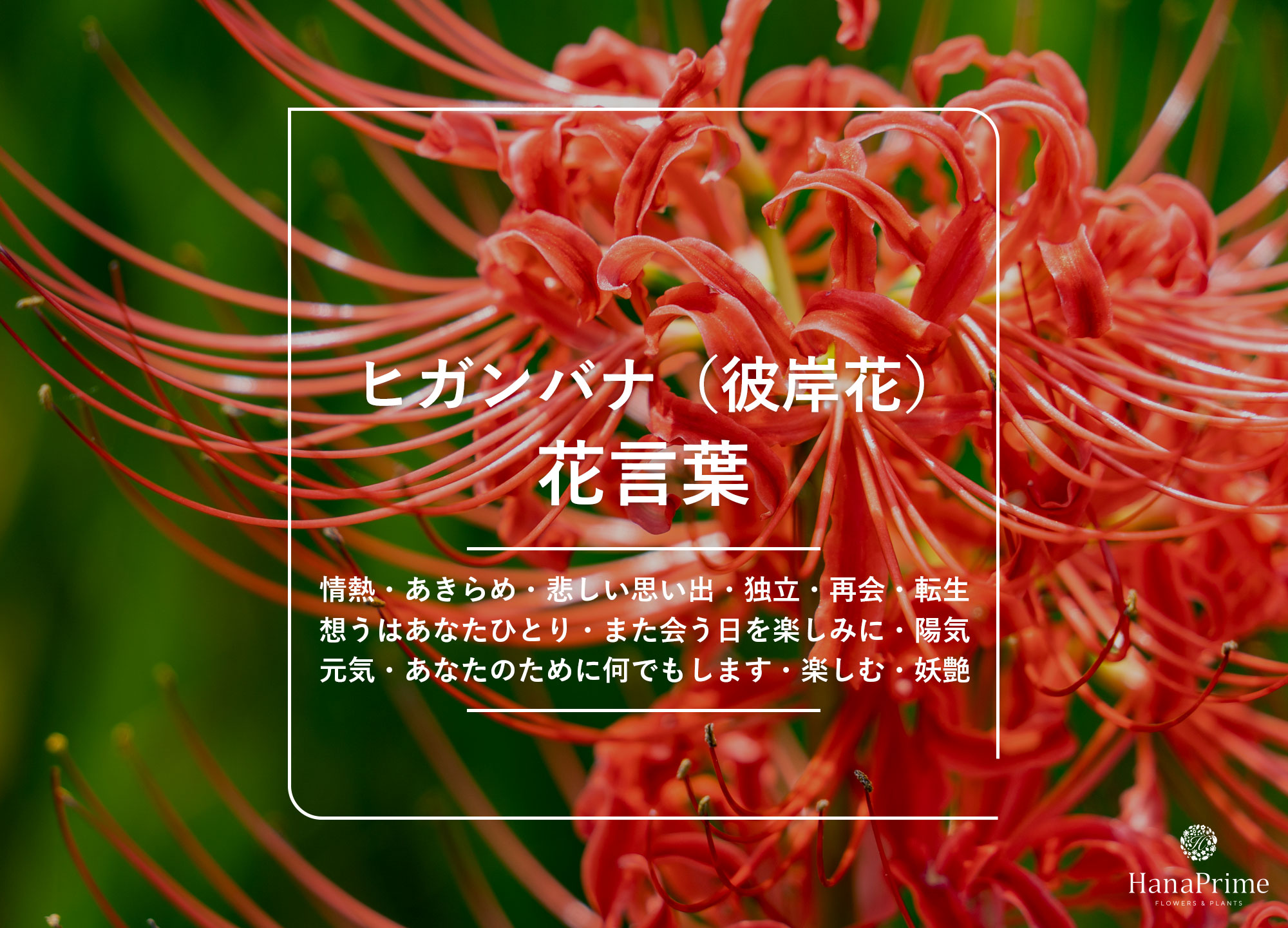 曼珠沙華の花言葉は怖い？赤・白・黄色の意味と不吉とされる真相
