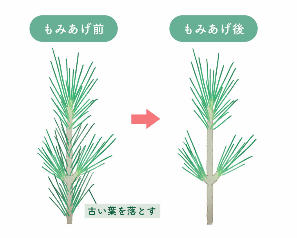 松の剪定の仕方を徹底解説！プロ直伝の時期別手順と失敗しない極意