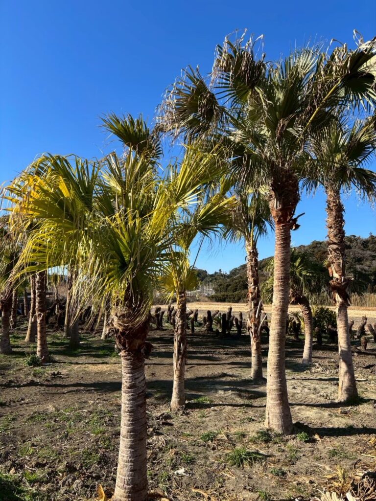 憧れのヤシの木を庭に植えて後悔？枯れる原因と失敗しない種類選び