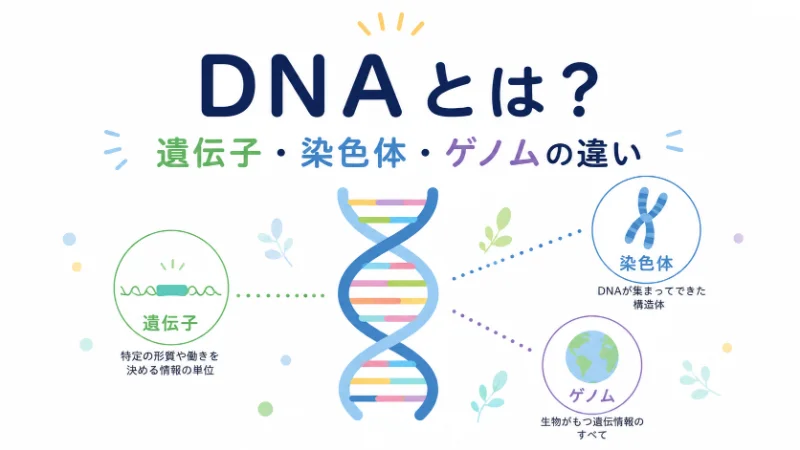 【衝撃】 Dna と 遺伝子 の 違い 経歴＆学歴まとめ 2026 #862