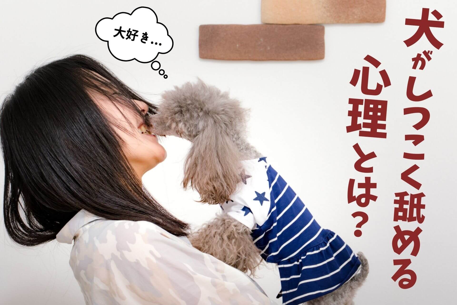 犬がしつこく舐めてくる本当の理由｜愛情表現の裏に潜むSosと改善策