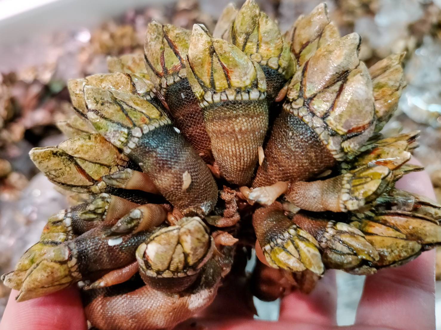 怪獣の手に見える絶品珍味「亀の手」の旨味と食べ方・採取ルール徹底解剖