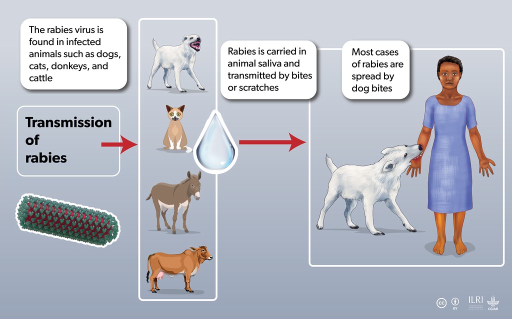 Is Rabies a Communicable Disease