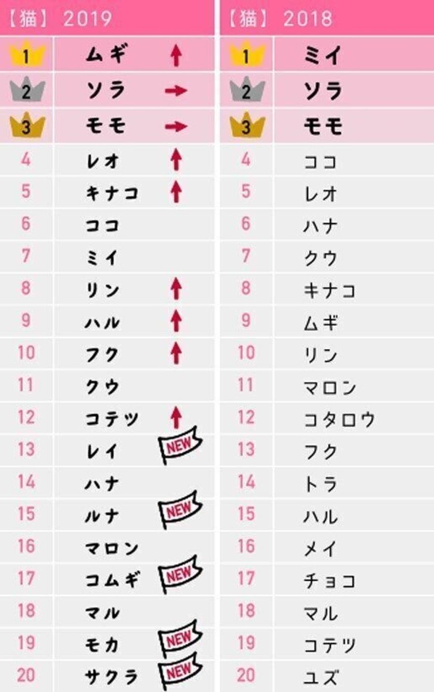 【2026年最新】猫の名前ランキング1位はなぜ強い？後悔しない名付けの秘訣を完全公開