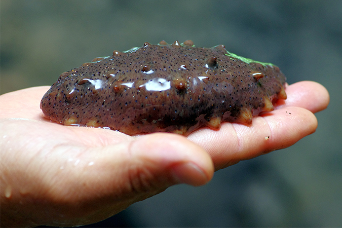 絶品珍味このわたの全貌！徳川家康が愛した最高級ナマコ料理の極意