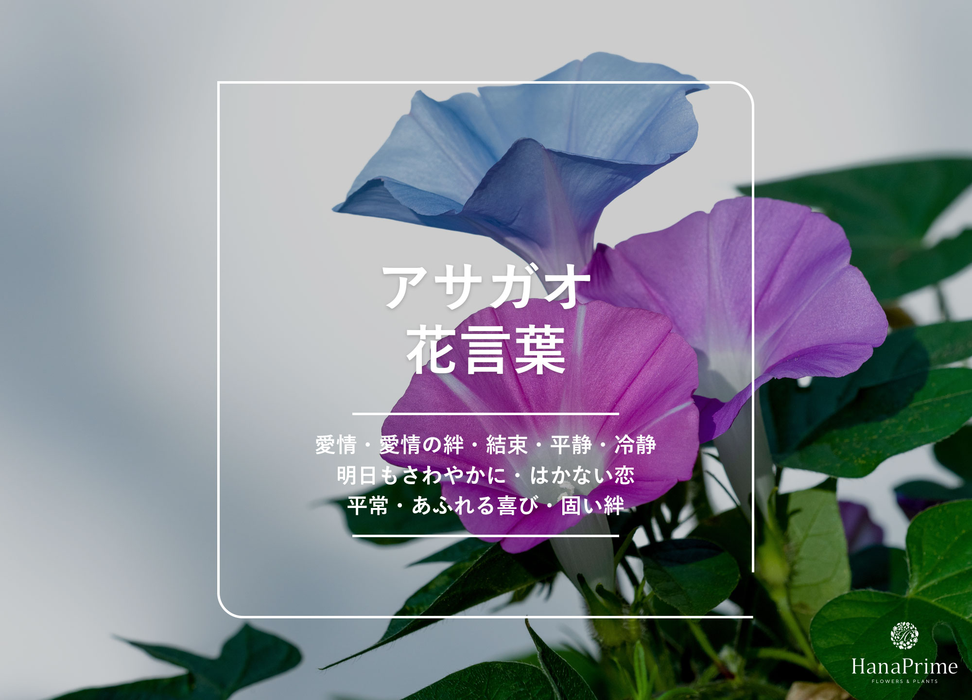 朝顔の花言葉に「怖い」裏の意味？色別の違いや由来・誕生花を解説