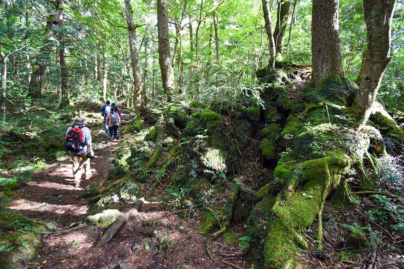 富士の樹海で遺体が見つかる真相｜年間人数と捜索の実態を徹底解剖