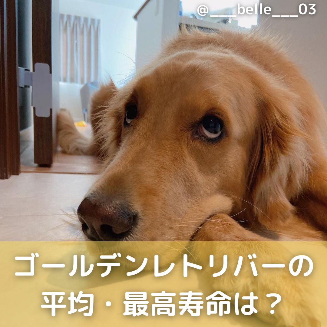 ゴールデンレトリバーの寿命は何歳？短い理由と健康長寿の秘訣