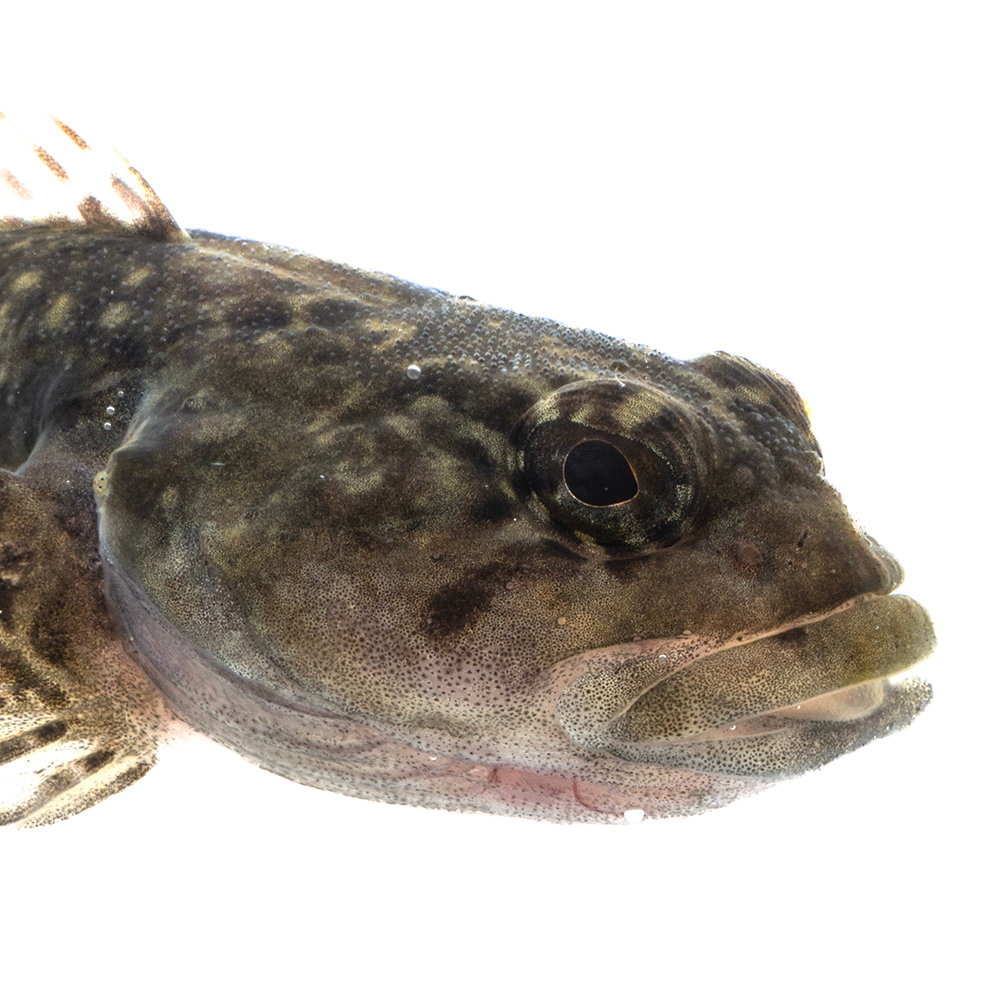 「魚偏に秋」はサンマじゃない？難読漢字「鰍」の正体と旬の味覚を徹底解剖