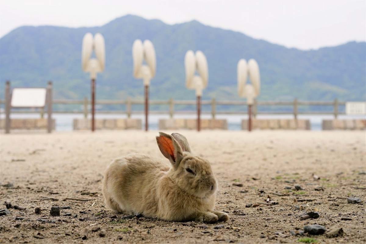【2026年現地取材】「うさぎ の 島」大久野島が挑む静かな革命 オーバーツーリズムの克服と野生の未来