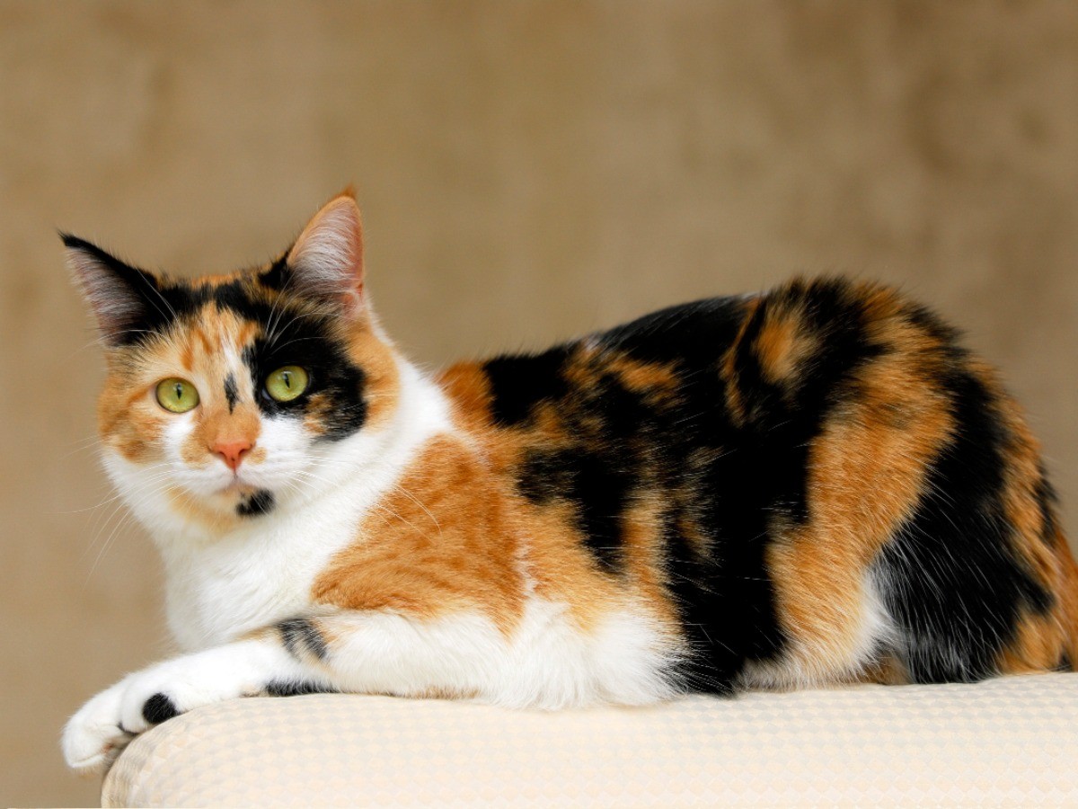 3万匹に1匹の奇跡！オスの三毛猫が持つ遺伝子の謎と希少価値の真実