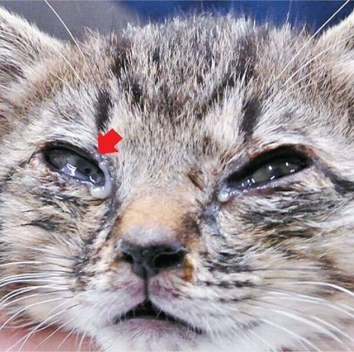愛猫の白いネバネバ目やには危険？原因と受診の目安を徹底解説