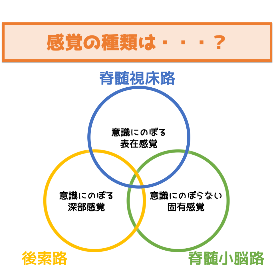 目をつむると倒れそう…深部感覚の低下とは？症状と検査法を徹底解説