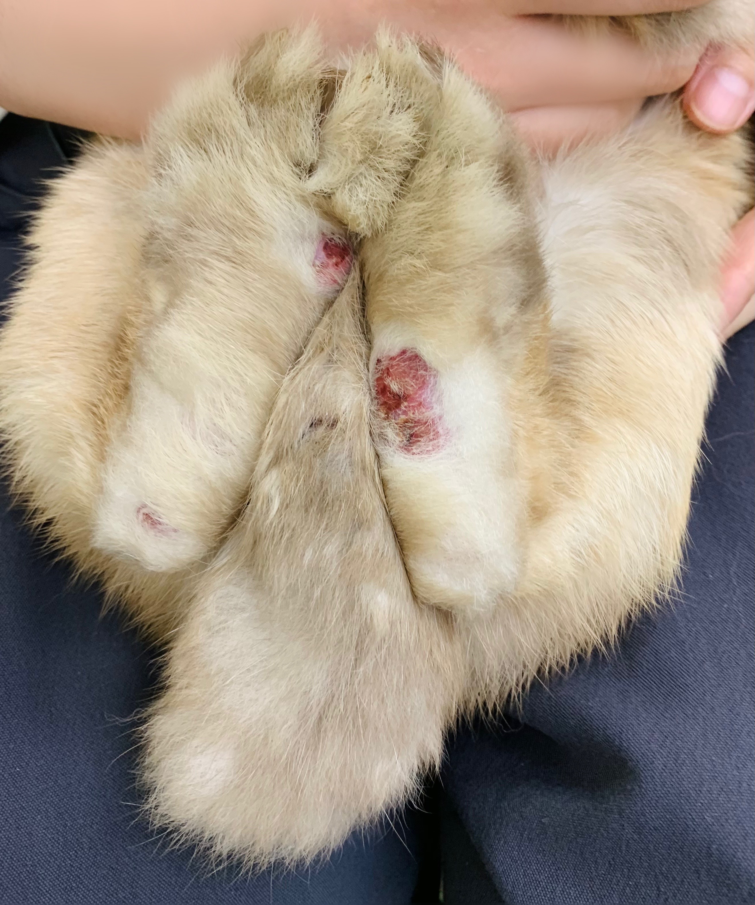 うさぎのソアホックとは？放置厳禁な足裏炎の原因と完全対策