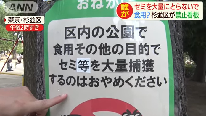 「公園のセミを勝手に食べないで」自治体が異例の警告、Snsで拡散する“野生昆虫食”の危険な罠