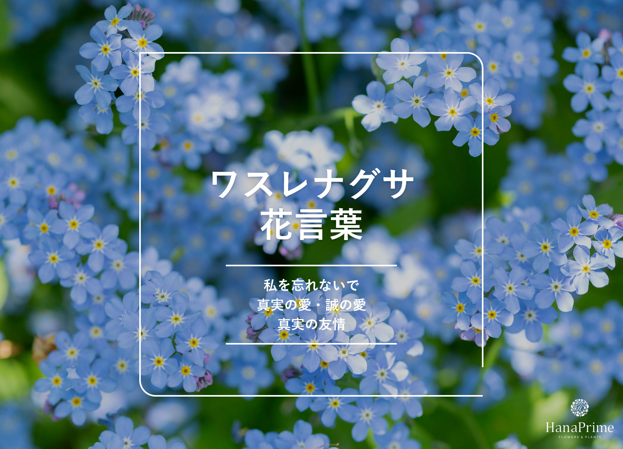 勿忘草の切ない花言葉「私を忘れないで」の由来と贈る際の注意点