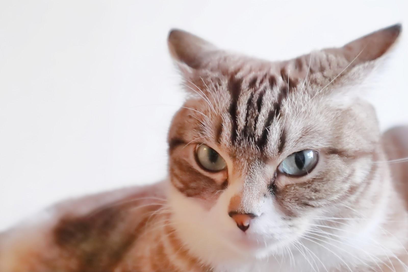 猫のイカ耳＝怒りは大誤解？隠された心理の真相と正しい対処法を徹底解説