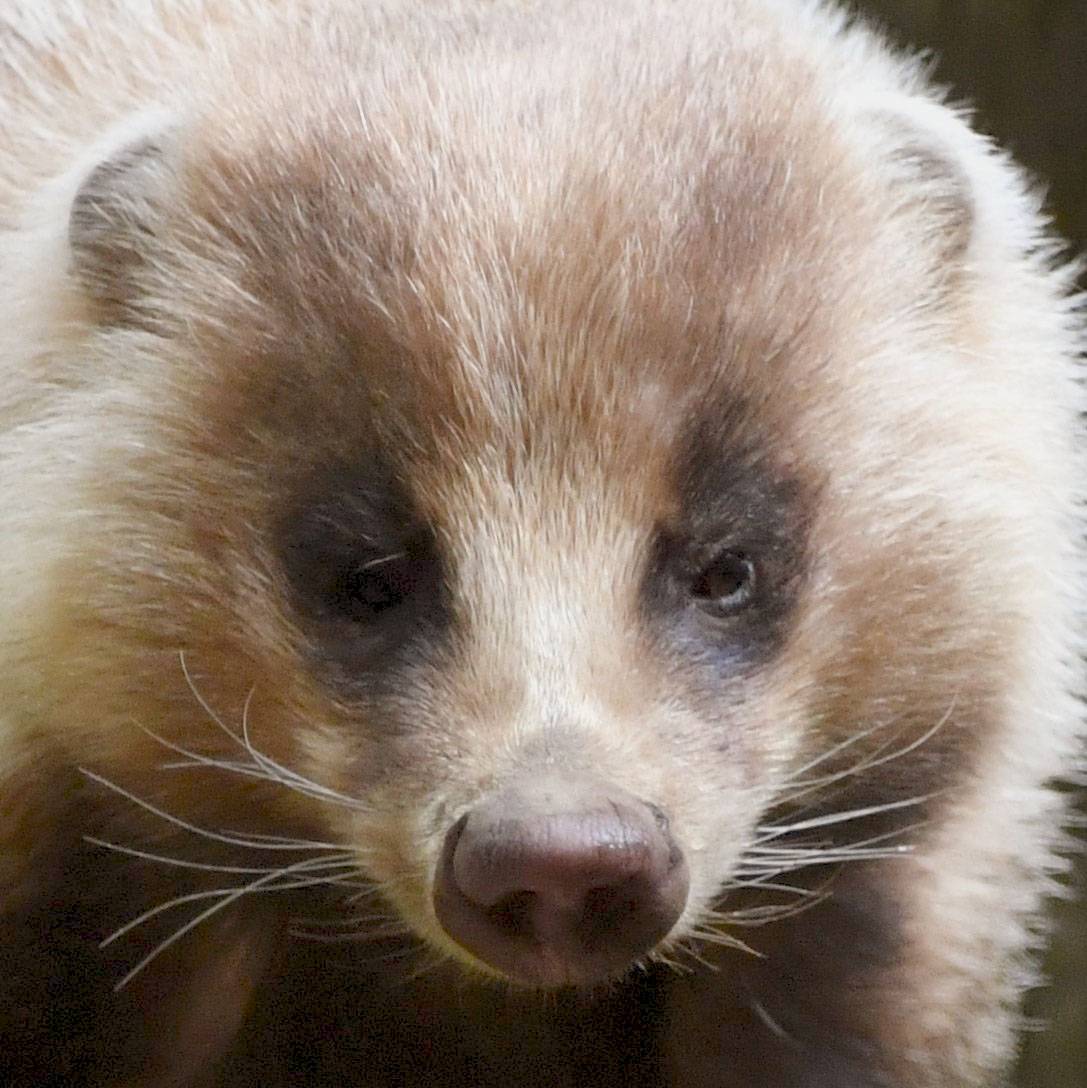 脂が甘い！幻のジビエ「アナグマ肉」通販・極上穴熊鍋の最新ガイド