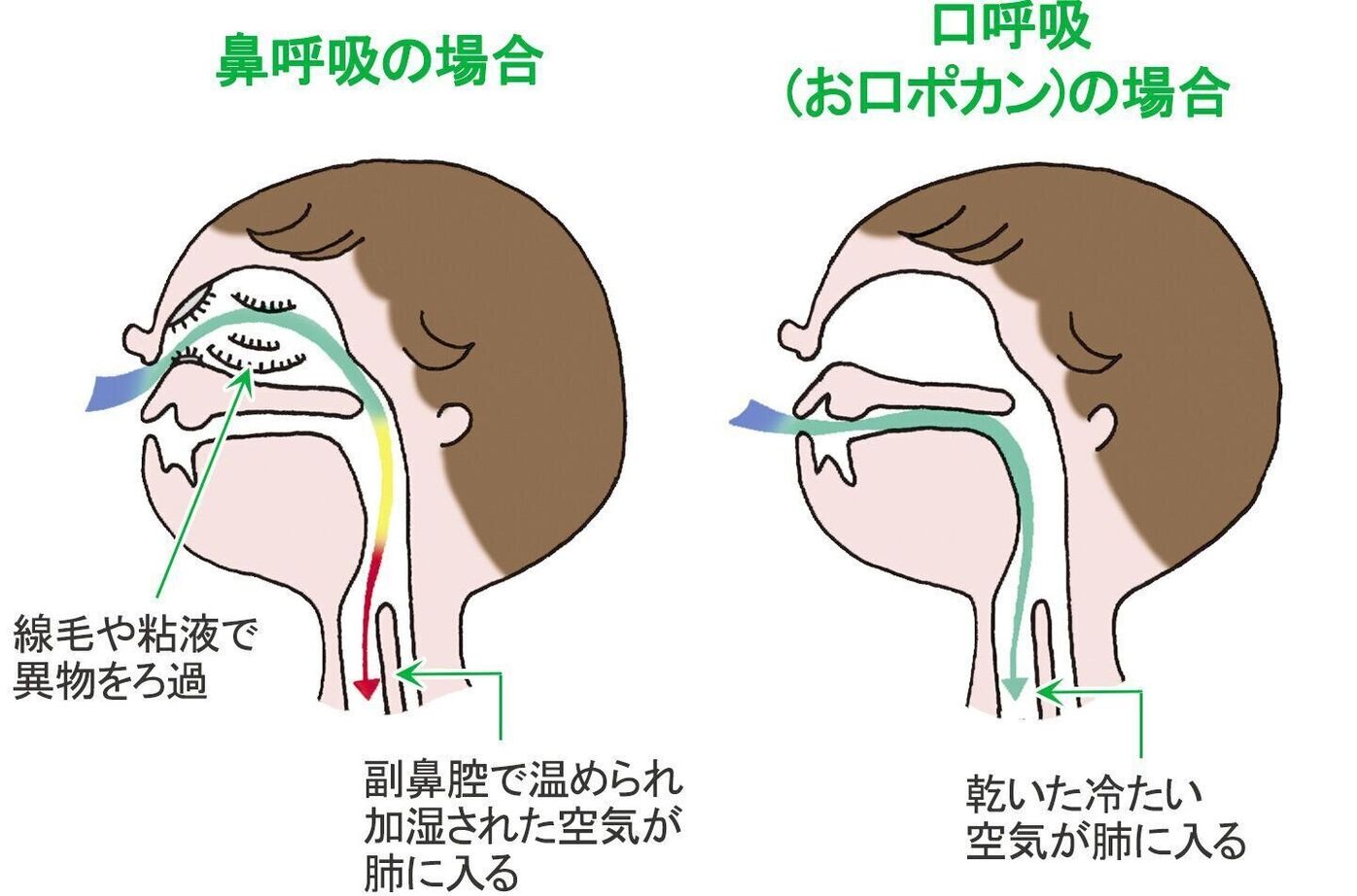 新生児の口呼吸は危険？口を開けて寝る原因と小児科受診の目安を徹底解説