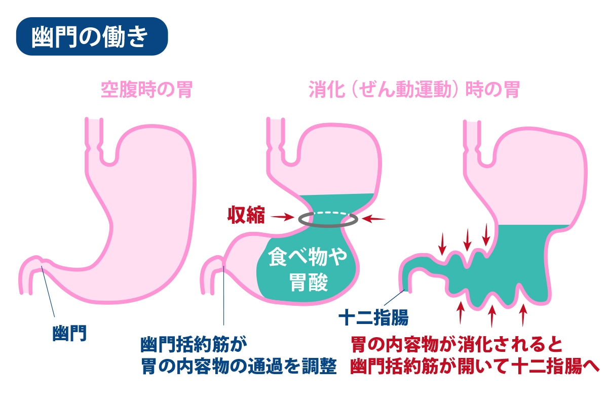 お腹がすいてないのに鳴る原因とは？即効で止める裏技と病気のサイン