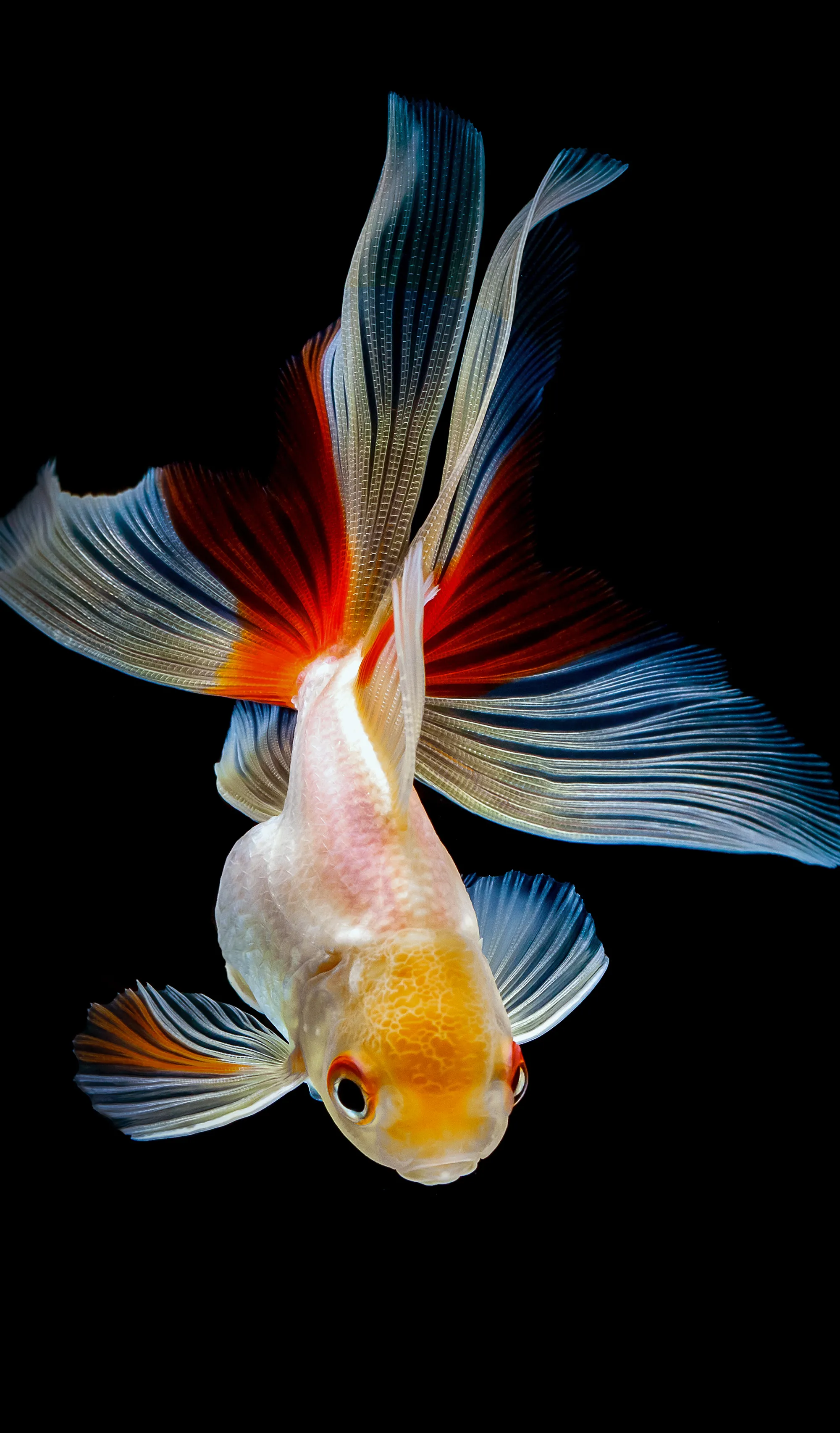 金魚の名前の由来｜中国史と江戸の言語感覚が生んだ「生きた宝石」の真実