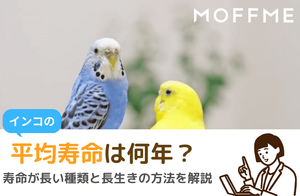 2026年最新獣医療が明かすセキセイインコの平均寿命と「15年の壁」を超える極意：愛鳥のサインを見逃さない全ノウハウ