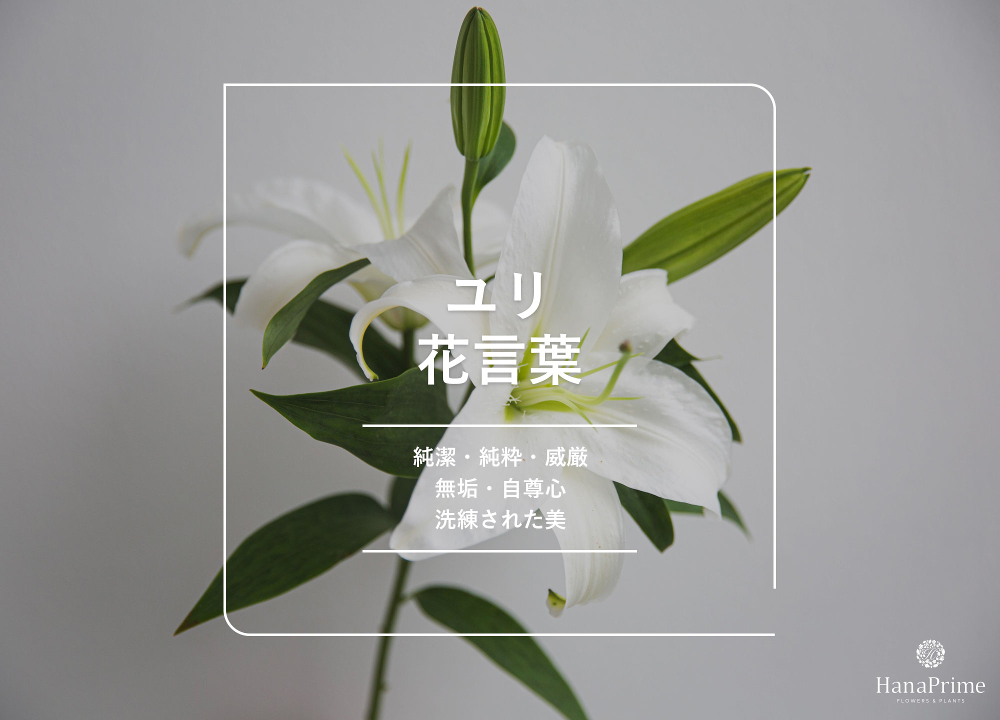 白百合の花言葉に怖い裏の意味？純潔の由来と贈る本数のマナー真相