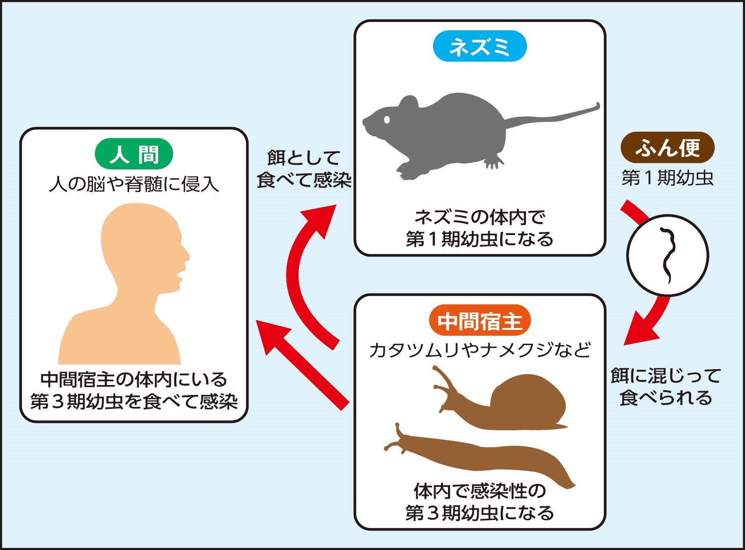 ナメクジで脳障害？広東住血線虫の感染経路と致死リスクを徹底解説