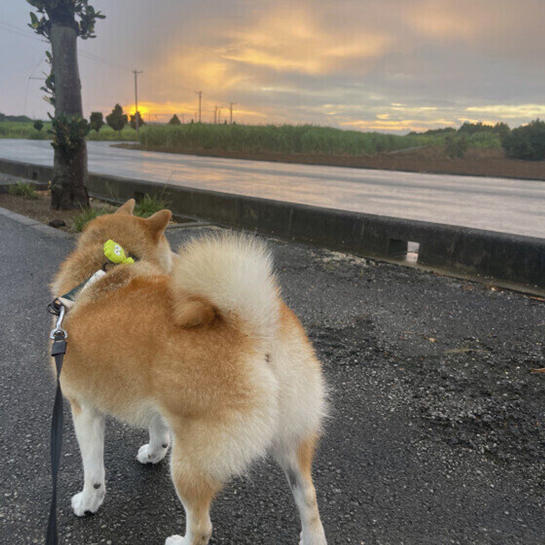 夏の犬の散歩「夜なら安心」は危険！路面熱の罠と愛犬を守る新基準