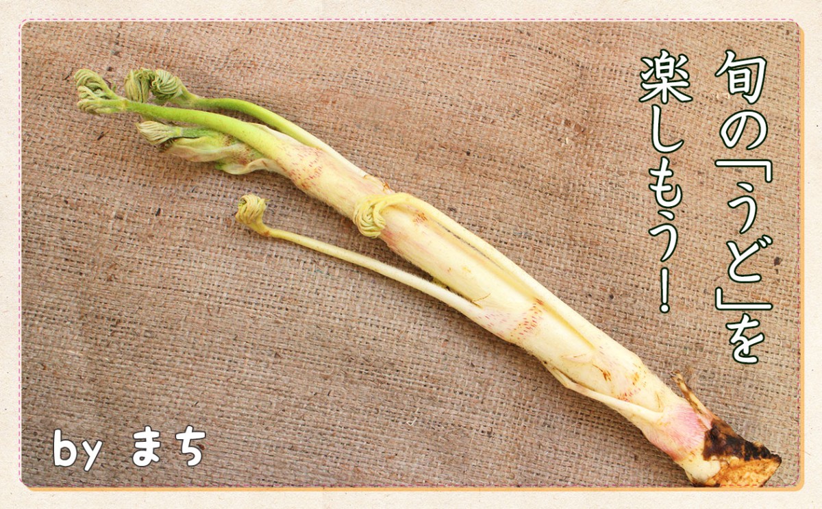 うどを最高に美味しく食べる下処理術！皮まで使い切る絶品レシピと保存法