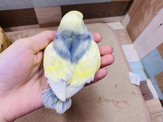 コザクラインコの珍しい色図鑑！幻のモーブやバイオレットの相場と遺伝