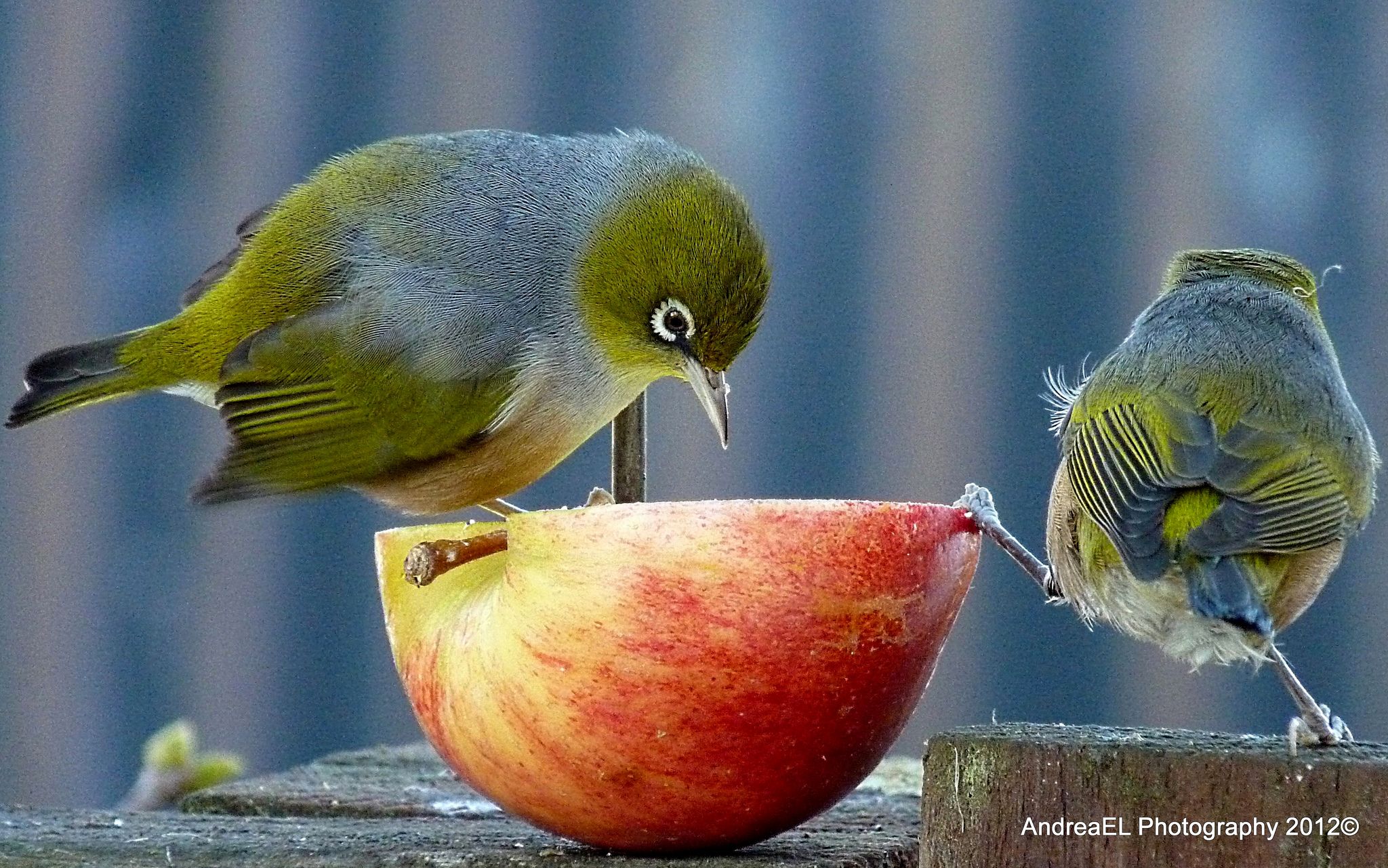 What Birds Eat Apples