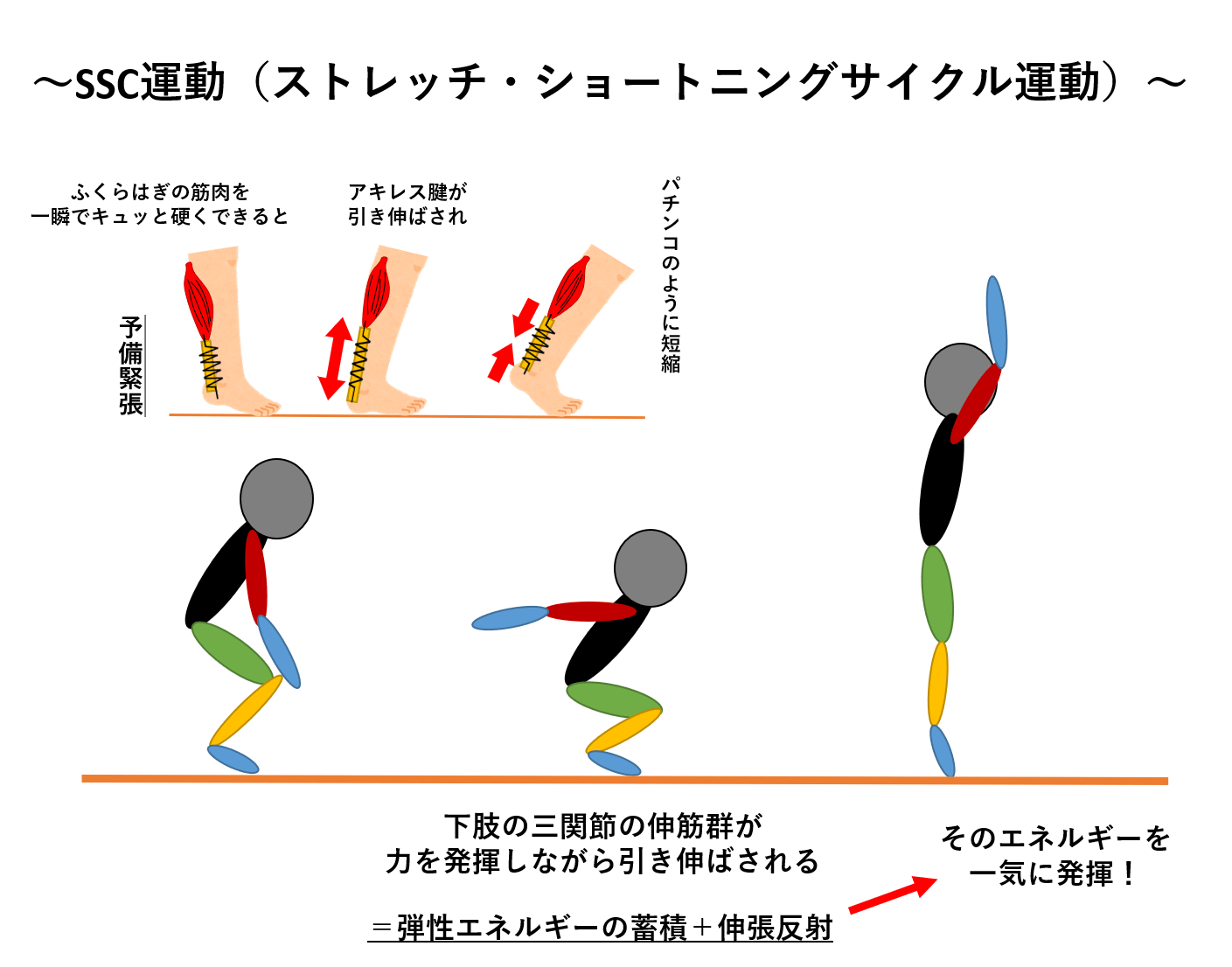 劇的に跳べるジャンプ力筋トレ2026！最高到達点を伸ばす科学的極意