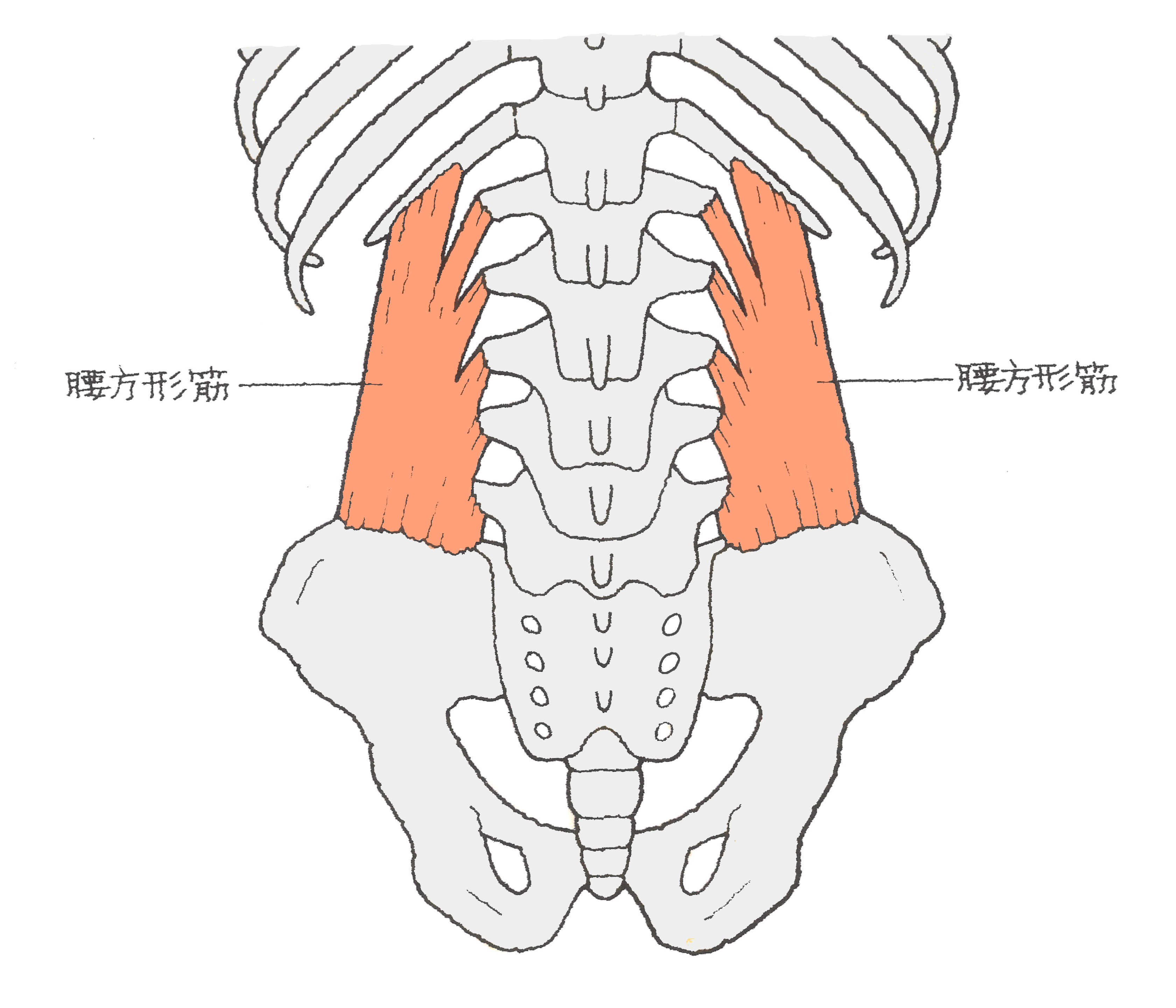 腰椎横突起骨折の全治と激痛の真相｜後遺症や復帰時期を徹底解説