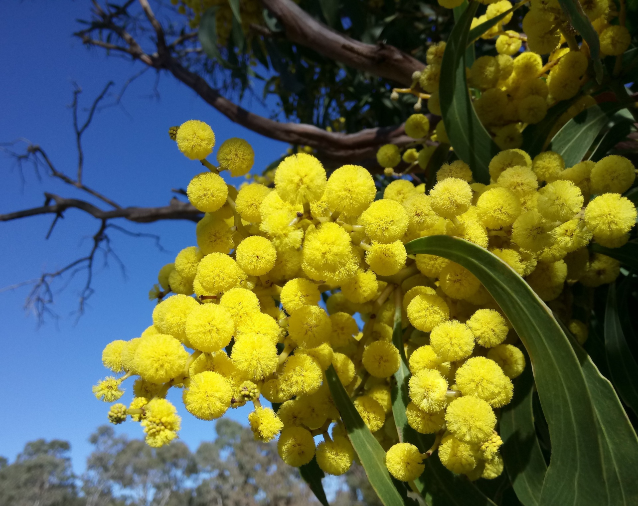 アカシアの花の真実と見分け方｜蜂蜜の正体や毒性の有無を徹底解説
