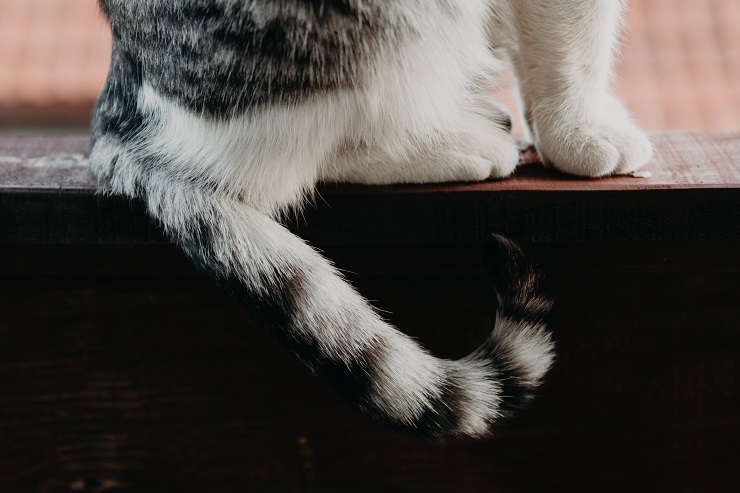 幸運を呼ぶ「猫のかぎしっぽ」の秘密！曲がる理由と健康管理の真相