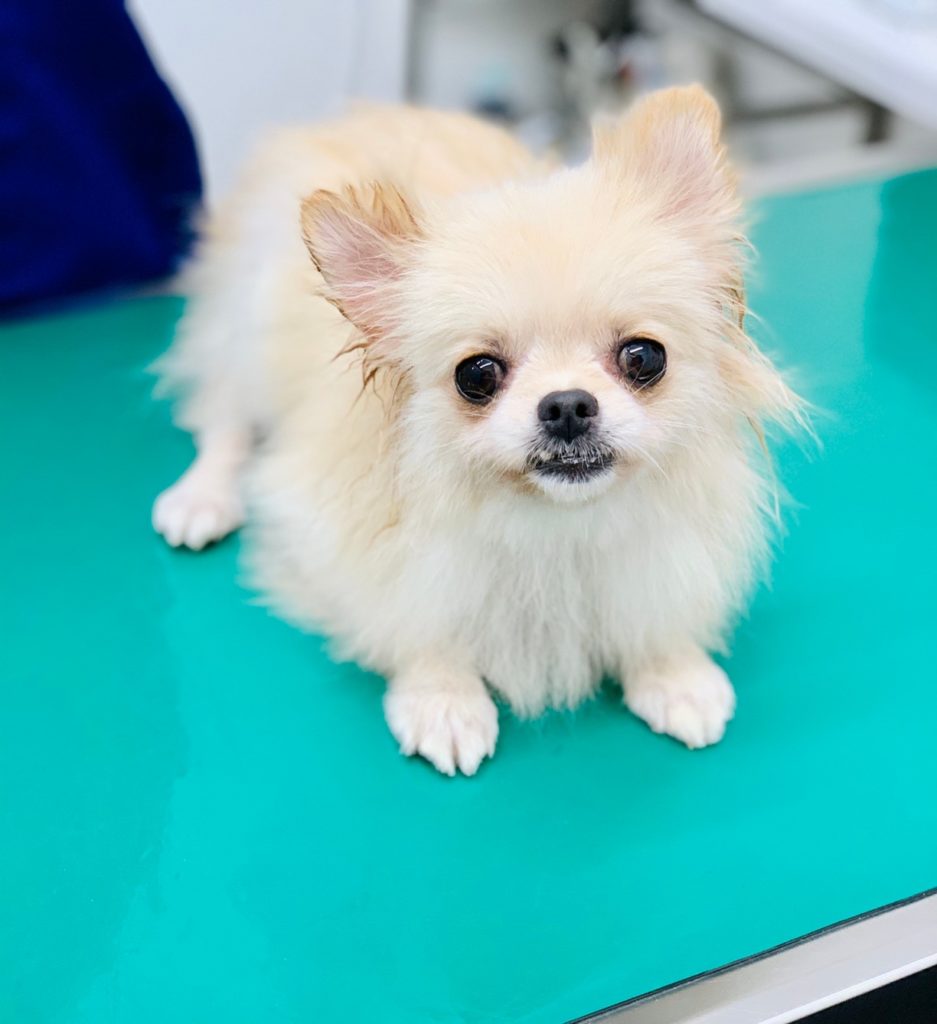 犬がガタガタ震える原因と見分け方｜放置Ngの病気と命を守る緊急対処法
