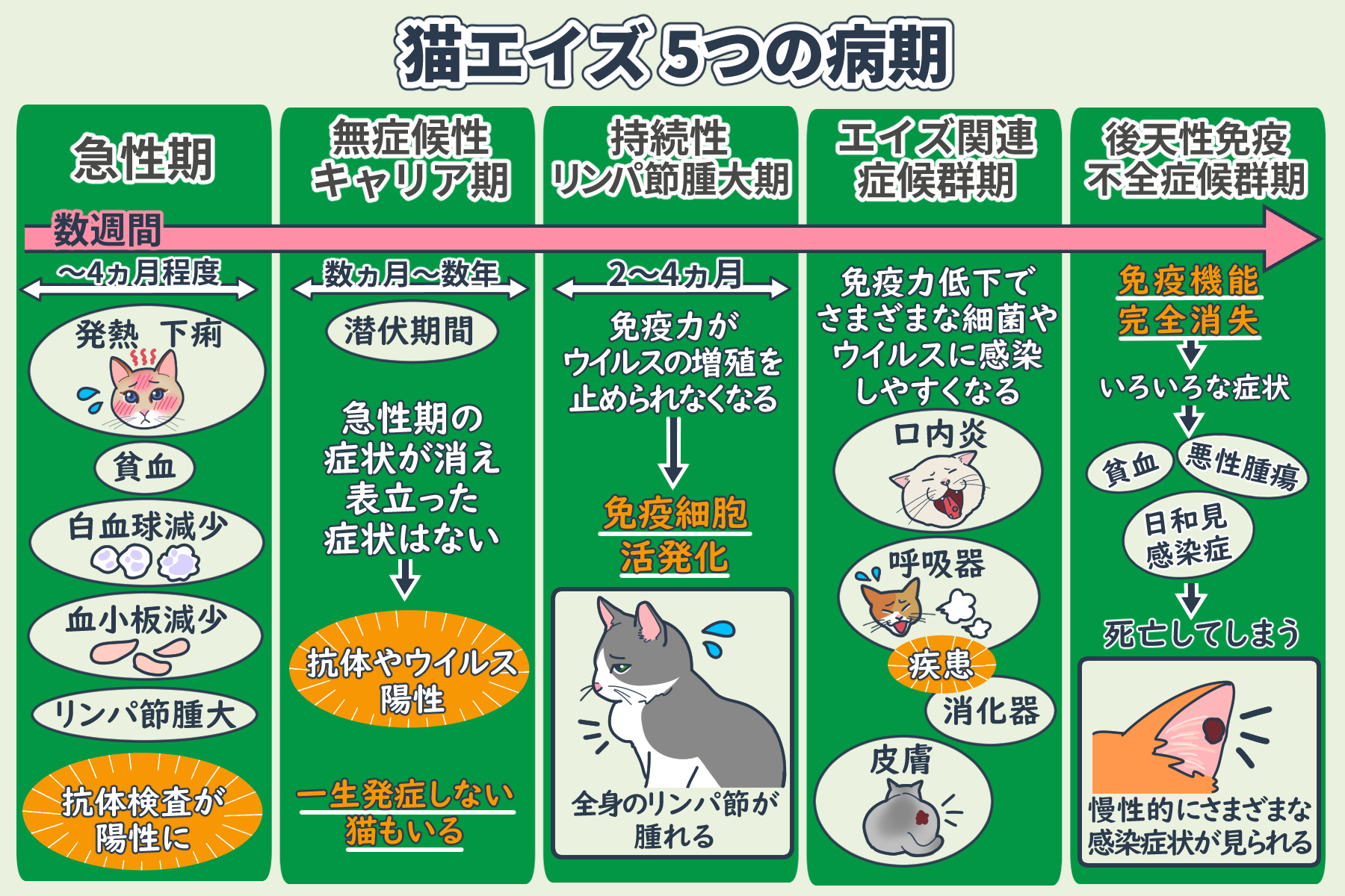 愛猫の最期をどう支えるか？エイズ末期の兆候と後悔しない看取り方