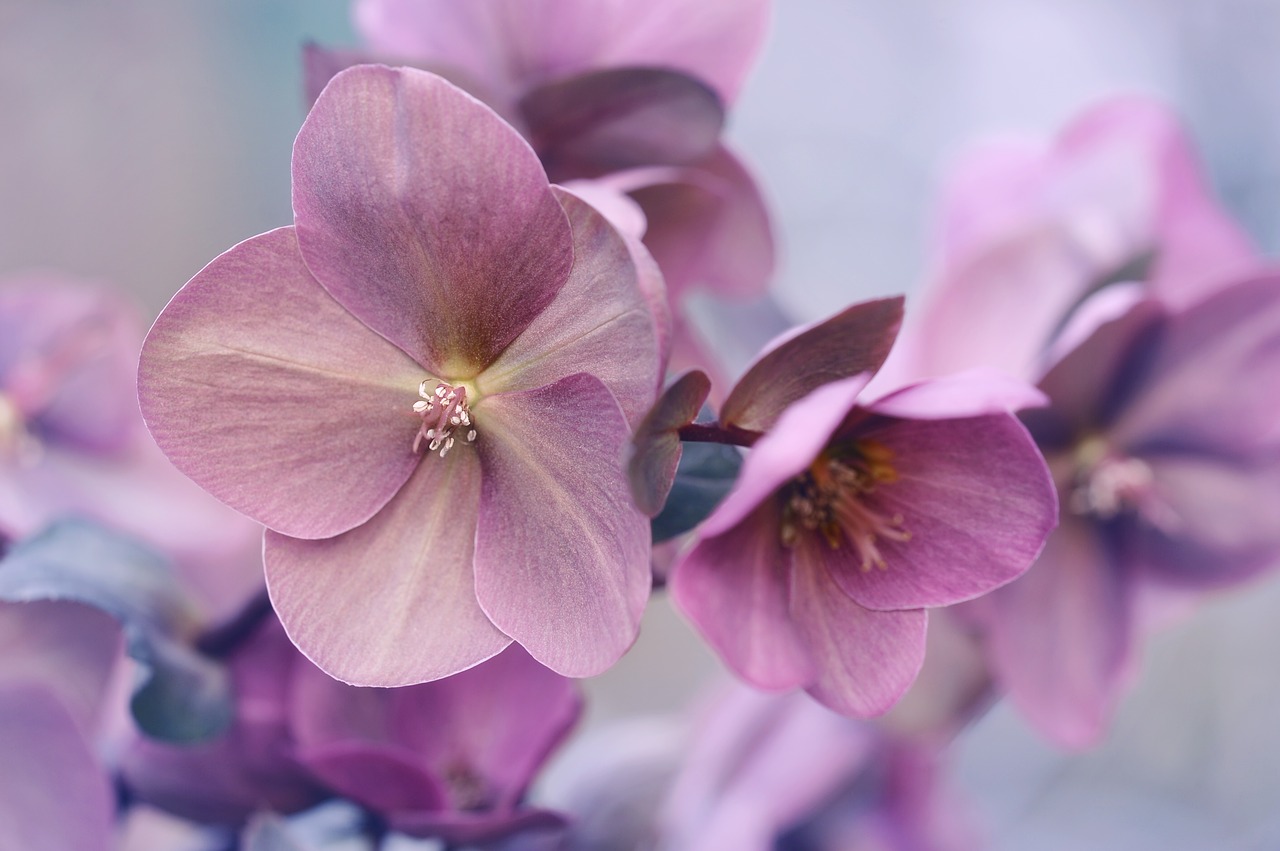 恋の花言葉完全ガイド！告白や片思いに潜む意外な意味と最新真相