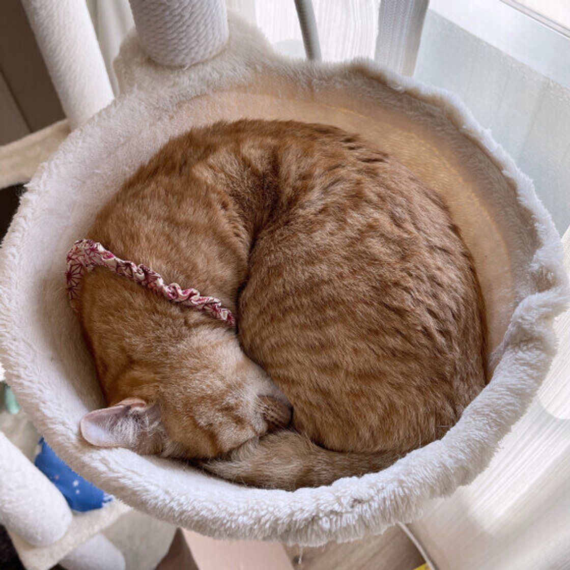 猫の寝相に隠された心理とSos！ヘソ天・ごめん寝の理由と危険サイン