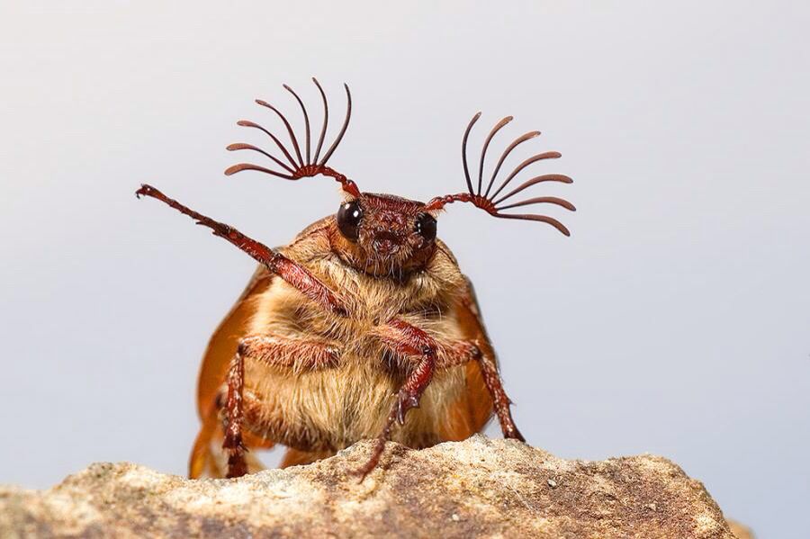 家に出る気持ち悪い虫の正体と駆除法！プロが暴く発生原因と最新対策