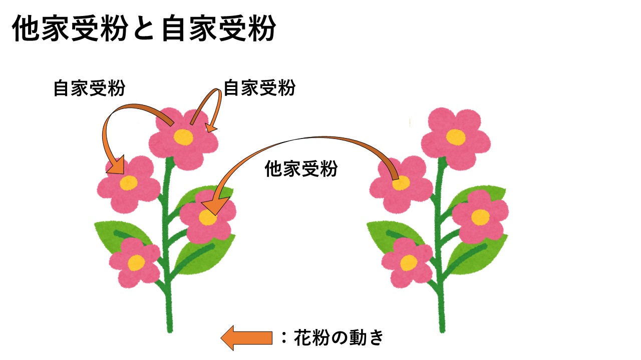 自家受粉とは？他家受粉との違いやメリット・植物の繁殖戦略を徹底解説
