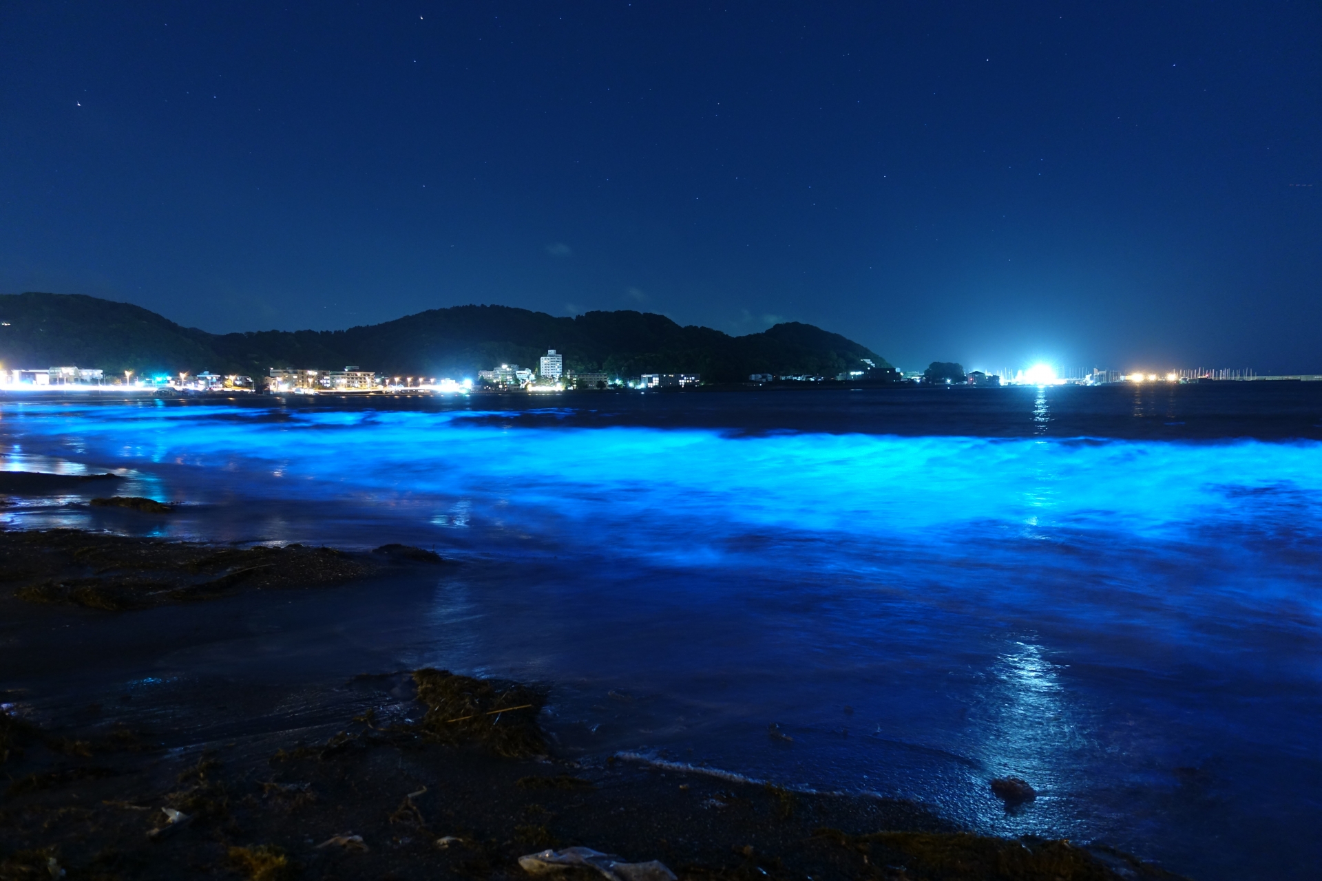 夜光虫とは？青く光る海の正体と毒性の真実｜時期・スポット完全解説