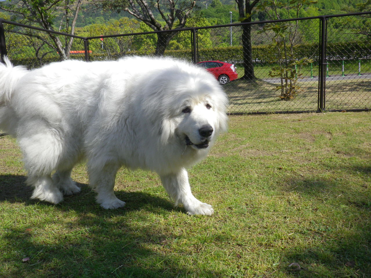 シロクマみたいな犬の正体とは？人気７犬種と驚きの飼育現実を取材